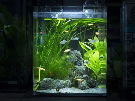 4 Best 10-gallon Rimless Aquarium (Tank) For Fishes Reviews