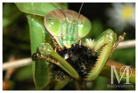 Praying Mantis Feeding by microcosmos on DeviantArt