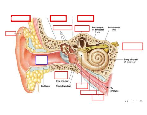 Oval Window Ear Anatomy