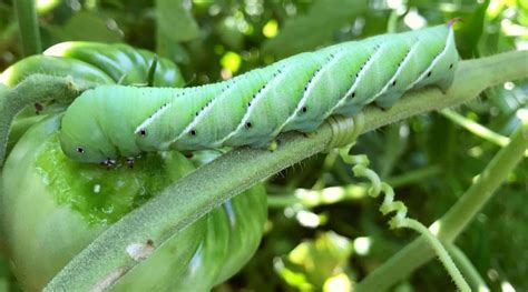 11 Ways To Prevent Tomato Hornworms This Season