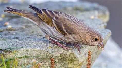 Common Rosefinch by Peter Garrity - BirdGuides