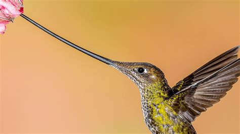 Where to Find Ecuador’s Brilliant Hummingbirds - Expats Ecuador