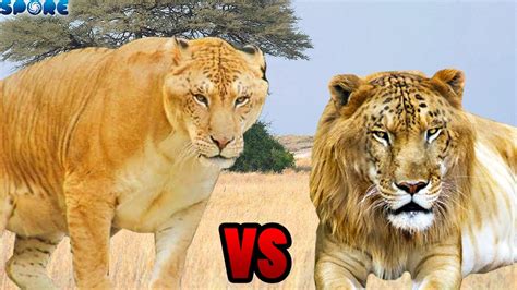 Liger Vs Tigon Spore Youtube | Free Hot Nude Porn Pic Gallery