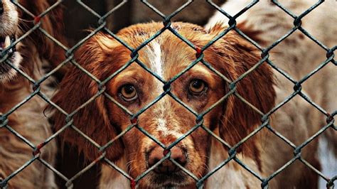 Petition · Make all shelters be no kill shelters - United States ...