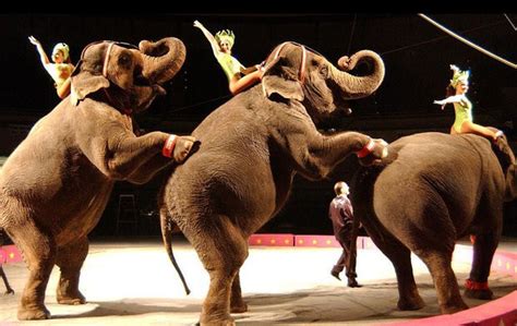 Hudson County freeholders aim to ban circus and exotic animals shows on ...