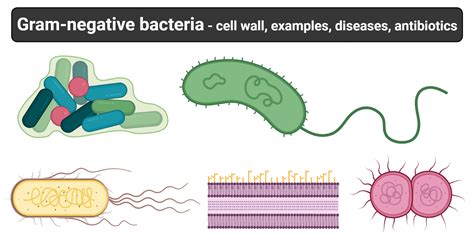 Gram-negative bacteria- cell wall, examples, diseases, antibiotics