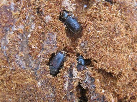 Forest Health Update: Bark Beetles FAQs - Department of Lands