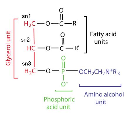 Phospholipids Structure