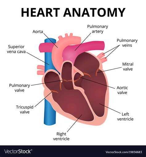 Basic Heart Anatomy