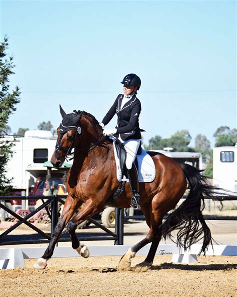 Dressage Horses | Warmblood Sales