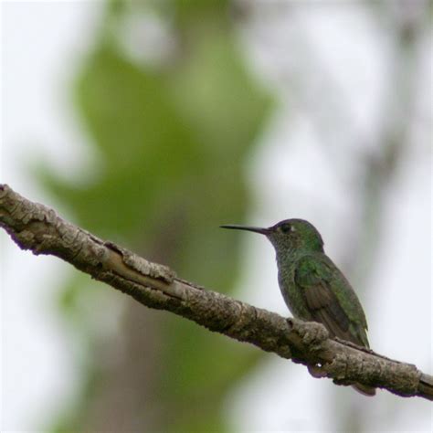 Brazilian Ruby (Brazilian Hummingbird) – Roumazeilles.net