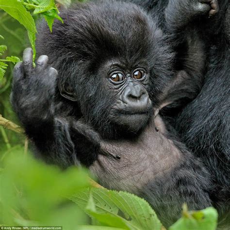 Adorable baby mountain gorilla plays before falling into mummy's tummy ...