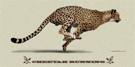 Cheetah running by Deviantferrick on DeviantArt