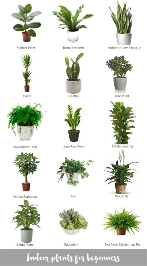 Indoor plants for beginners