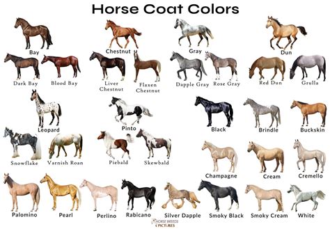 Different Horse Colors with Pictures