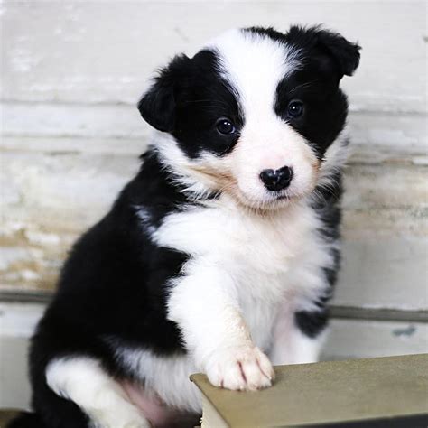 Border Collie Puppies For Sale | Pennsylvania Avenue, NY #233356