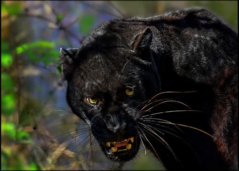 Black Leopard - Creation Kingdom Zoo