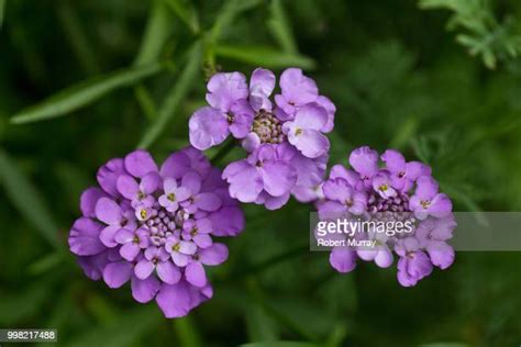 142 Candytuft Flower Stock Photos, High-Res Pictures, and Images ...