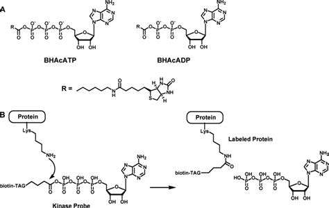 Structure and mechanism of kinase probes. (A) The structures of the two ...