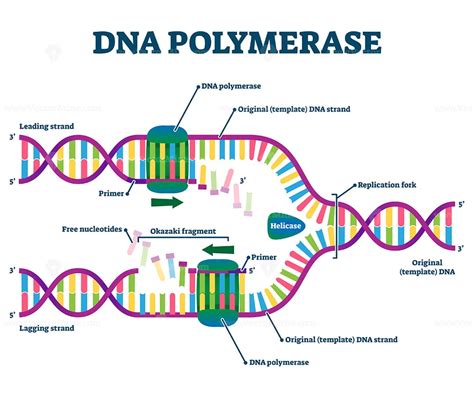 DNA Polymerase enzyme syntheses labeled educational vector illustration ...