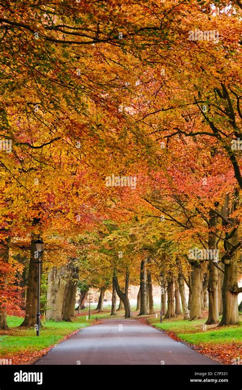 An autumn scene in rural England Stock Photo - Alamy