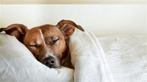 Want better sleep? Maybe bring your pet in the bed after all - TODAY.com