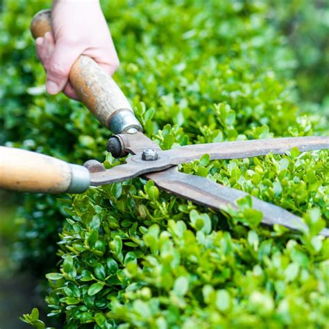 Tree Pruning Tools - Elite Tree Care