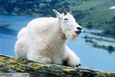 A mountain goat appears to smile at Hidden Lake in Glacier National ...