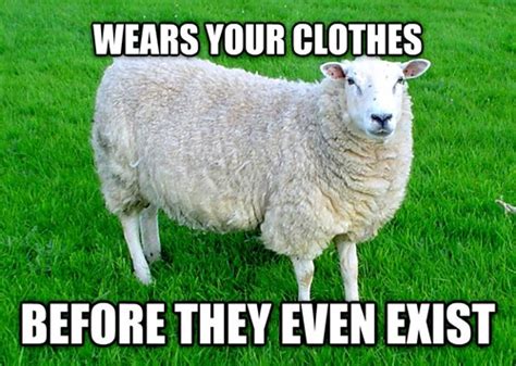 Hipster Sheep - Memebase - Funny Memes