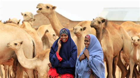 A Downsized Saudi Hajj Wreaks Havoc on Somalia’s Camel Exports ...