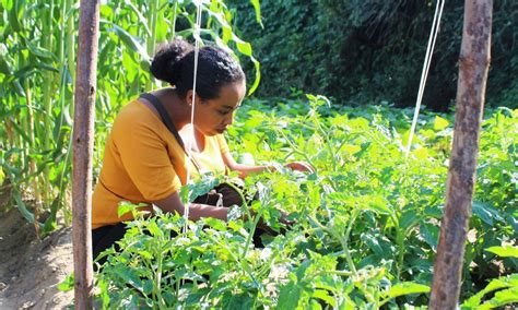 The rise of organic agriculture in Ethiopia - Pesticide Action Network UK