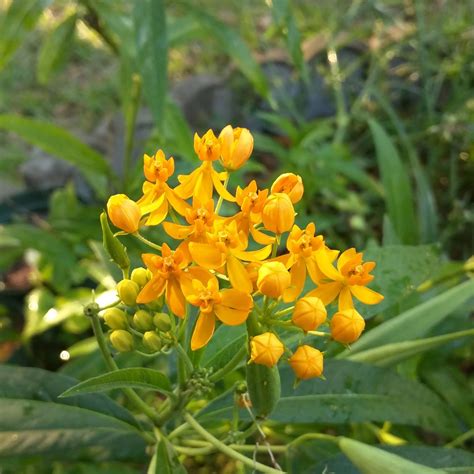 Cody's Plants: Do we have Florida Native Milkweed?