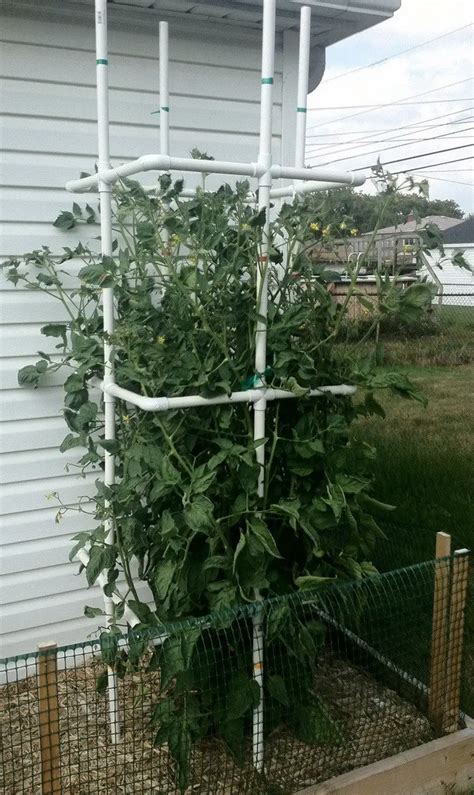 How To Make A Cheap DIY Tomato Plant Cage Out Of PVC Pipe