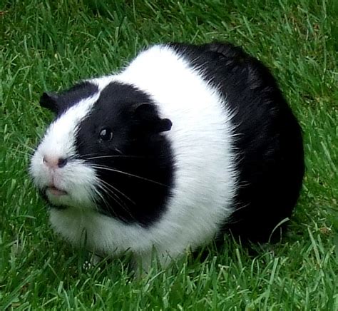 Guinea Pig Names For Boys - Pet Orb