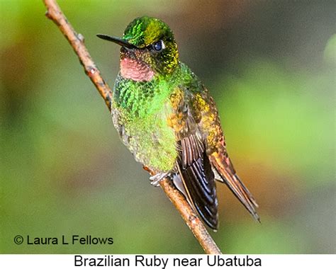 Bird & Wildlife Photo Gallery for Brazil-Hummingbirds