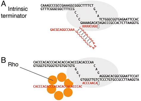 What is the Difference Between Sigma Factor and Rho Factor | Compare ...