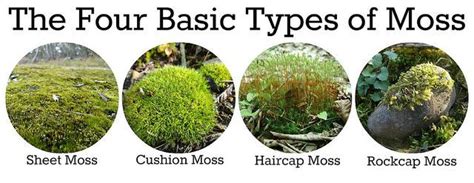 The Four Basic Types of Moss: Sheet Moss, Cushion Moss, Haircap Moss ...