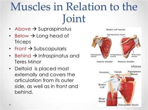 The shoulder joint