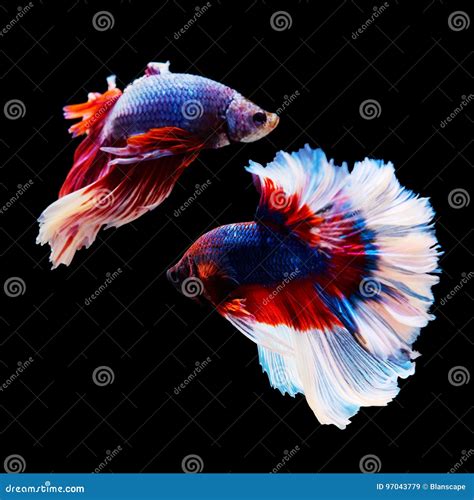 Thai Betta Fighting Fish Battle Stock Image - Image of domestic, luxury ...