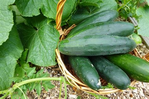 Premium Photo | Cucumber harvest summer harvest collect fruits from the ...