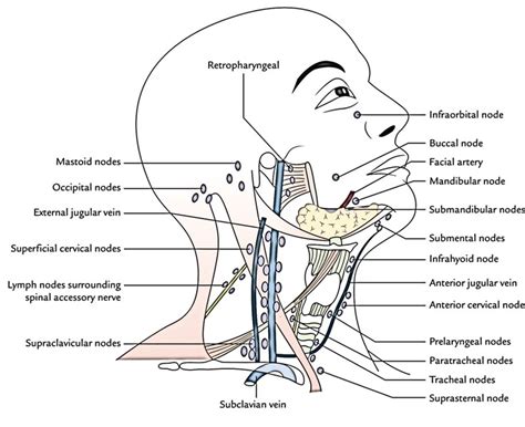 Lymphatic Drainage of the Head and Neck – Earth's Lab