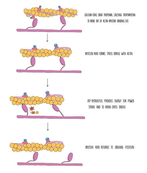 Muscle Contraction AQA — the science hive