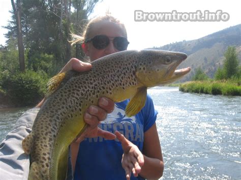 The Trout Fishing Tips and Fly Fishing Trouble Shooting Manual. ..Why ...