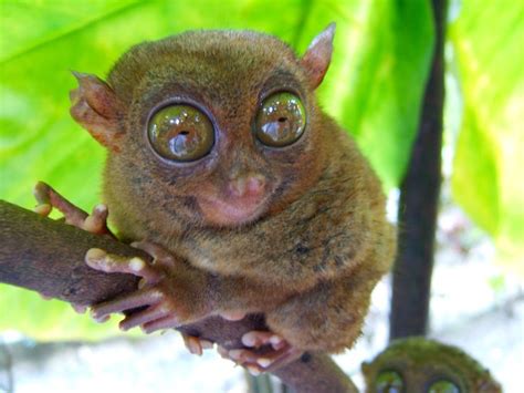 Cebu monkey | Tarsier, Philippine tarsier, Small monkey