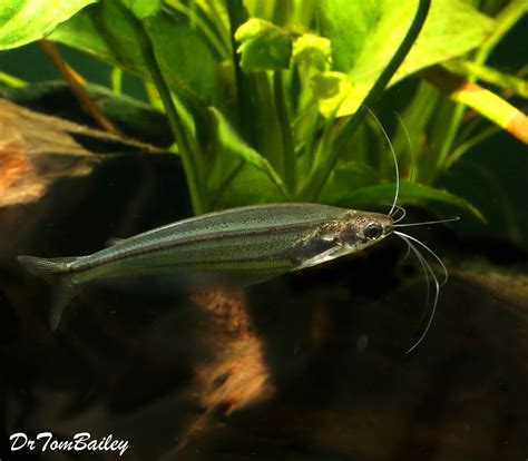 Premium Rare and New, WILD, African Glass Catfish, Size: 2" to 2.5"