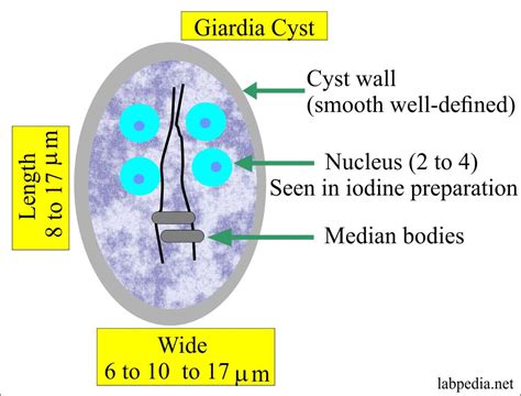 Giardia Lamblia Symptoms And Treatment | Bruin Blog