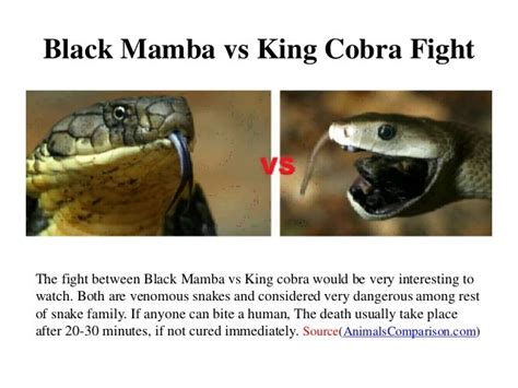 Black mamba vs king cobra fight| Comparison