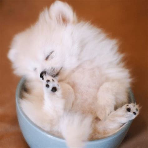 Teacup Pomeranian - Breed Profile & Information - SpiritDog Training