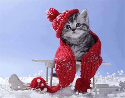 Winter Cat Wallpaper