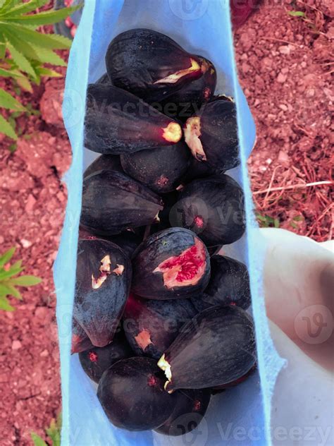 Fresh fig harvest from their natural tree 20933664 Stock Photo at Vecteezy